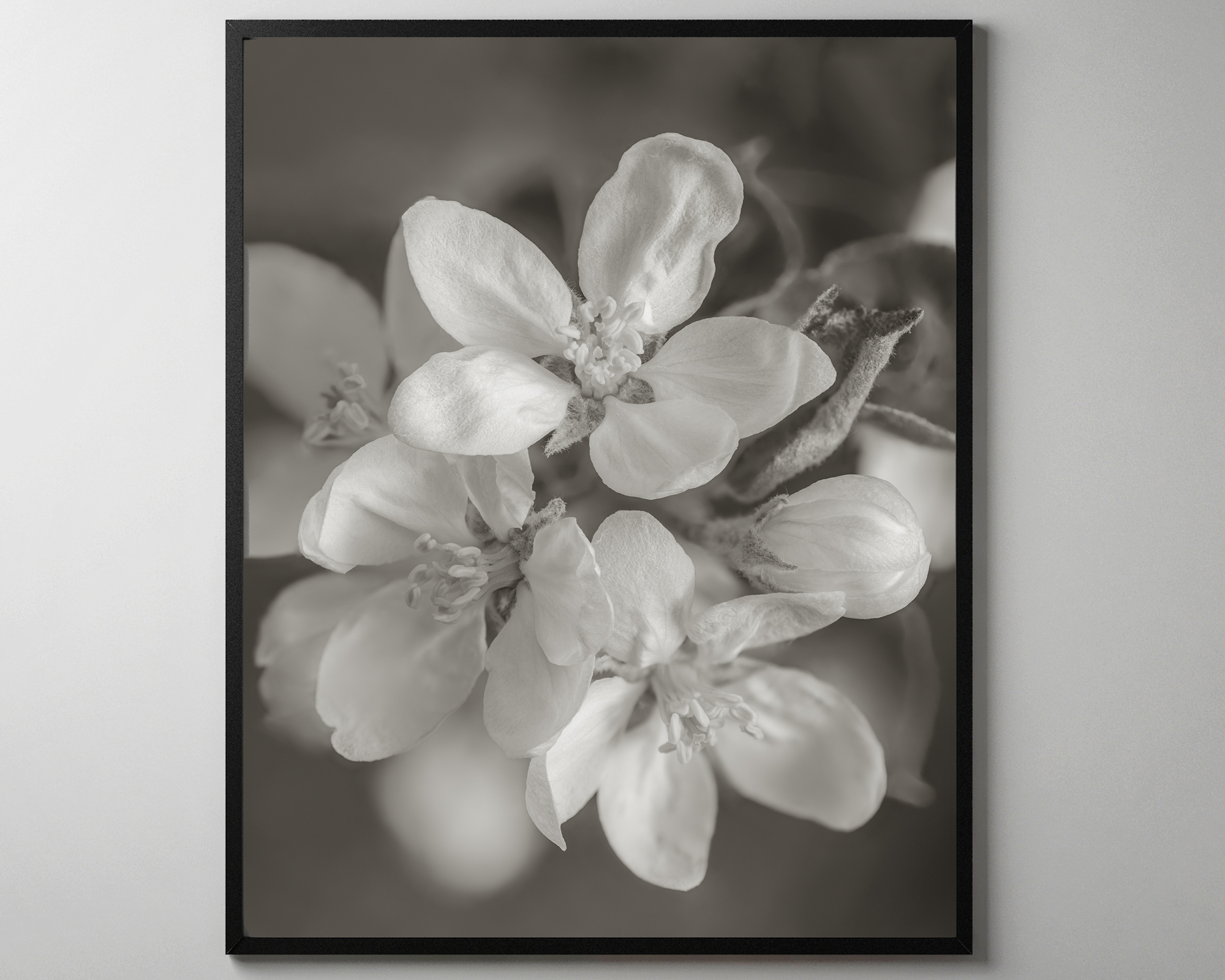 Apple Blossom - Light Sepia